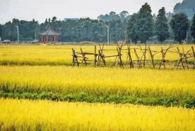 <a href=http://www.lexiangyou.org/xiangcunlvyou/ target=_blank class=infotextkey>乡村旅游</a>：中山左步村系历史文化古村，藏着一个童话的秋天