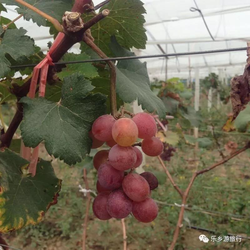 <a href=http://www.lexiangyou.org/xiangcunlvyou/ target=_blank class=infotextkey>乡村旅游</a>：在崖口乡村寻找一种更好的生活方式