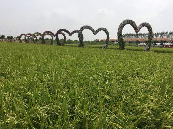 <a href=http://www.lexiangyou.org/xiangcunlvyou/ target=_blank class=infotextkey>乡村旅游</a>：中山市三角镇迪茵湖小镇之旅