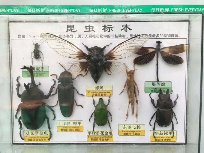 <a href=http://www.lexiangyou.org/xiangcunlvyou/ target=_blank class=infotextkey>乡村旅游</a>：中山市三角镇迪茵湖小镇之旅