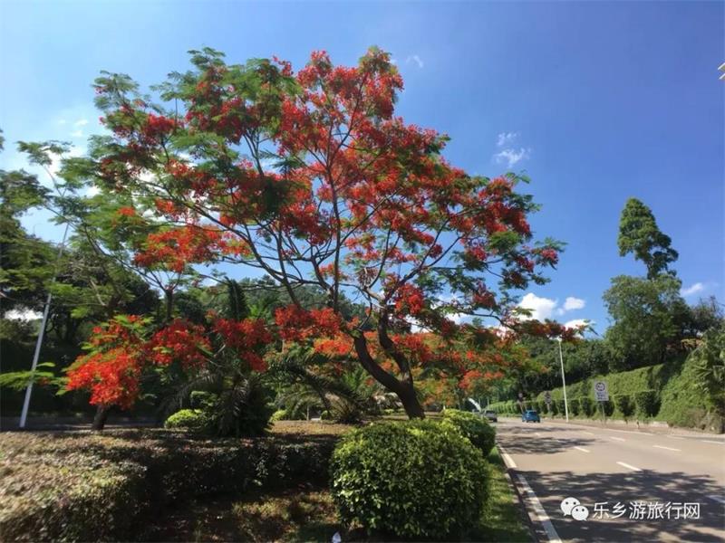 <a href=http://www.lexiangyou.org/xiangcunlvyou/ target=_blank class=infotextkey>乡村旅游</a>：太美了！她就是“中山市树”，现正绽放出鲜红的花朵