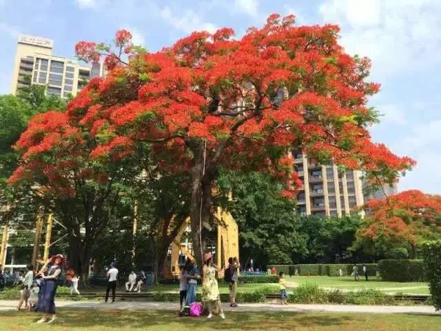 <a href=http://www.lexiangyou.org/xiangcunlvyou/ target=_blank class=infotextkey>乡村旅游</a>：太美了！她就是“中山市树”，现正绽放出鲜红的花朵