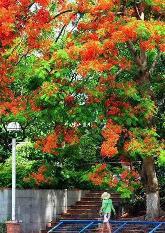 <a href=http://www.lexiangyou.org/xiangcunlvyou/ target=_blank class=infotextkey>乡村旅游</a>：太美了！她就是“中山市树”，现正绽放出鲜红的花朵