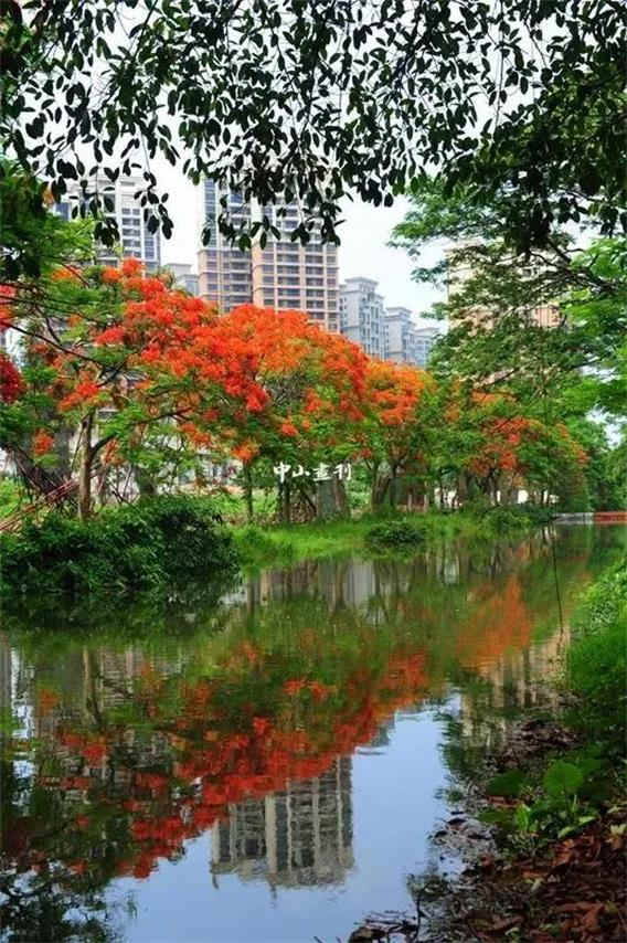 <a href=http://www.lexiangyou.org/xiangcunlvyou/ target=_blank class=infotextkey>乡村旅游</a>：太美了！她就是“中山市树”，现正绽放出鲜红的花朵
