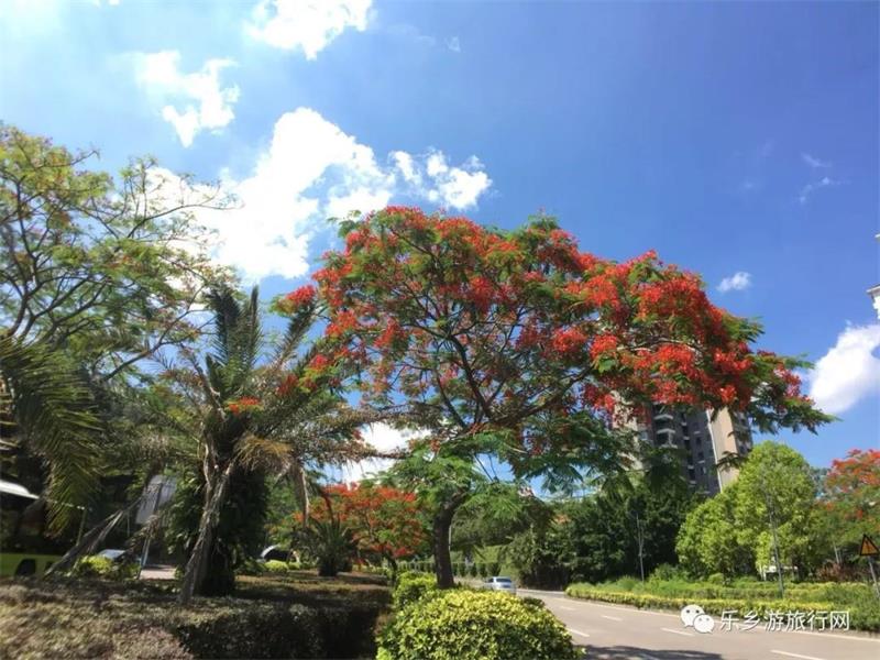 <a href=http://www.lexiangyou.org/xiangcunlvyou/ target=_blank class=infotextkey>乡村旅游</a>：太美了！她就是“中山市树”，现正绽放出鲜红的花朵