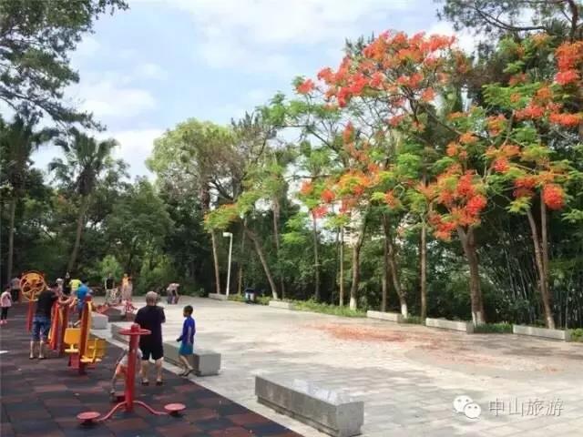 <a href=http://www.lexiangyou.org/xiangcunlvyou/ target=_blank class=infotextkey>乡村旅游</a>：太美了！她就是“中山市树”，现正绽放出鲜红的花朵