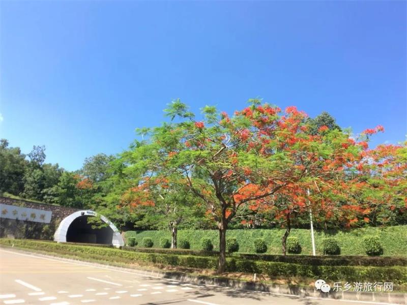 <a href=http://www.lexiangyou.org/xiangcunlvyou/ target=_blank class=infotextkey>乡村旅游</a>：太美了！她就是“中山市树”，现正绽放出鲜红的花朵