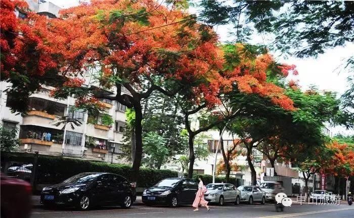 <a href=http://www.lexiangyou.org/xiangcunlvyou/ target=_blank class=infotextkey>乡村旅游</a>：太美了！她就是“中山市树”，现正绽放出鲜红的花朵