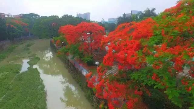 <a href=http://www.lexiangyou.org/xiangcunlvyou/ target=_blank class=infotextkey>乡村旅游</a>：太美了！她就是“中山市树”，现正绽放出鲜红的花朵 