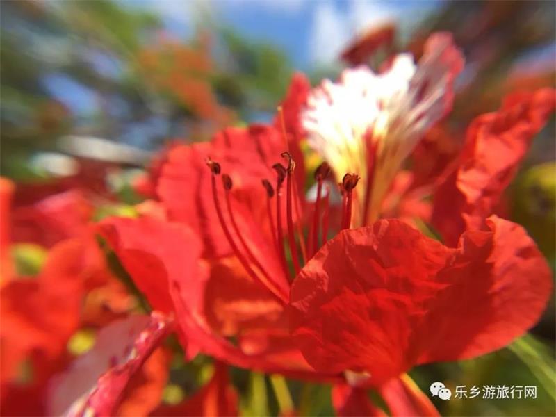 <a href=http://www.lexiangyou.org/xiangcunlvyou/ target=_blank class=infotextkey>乡村旅游</a>：太美了！她就是“中山市树”，现正绽放出鲜红的花朵