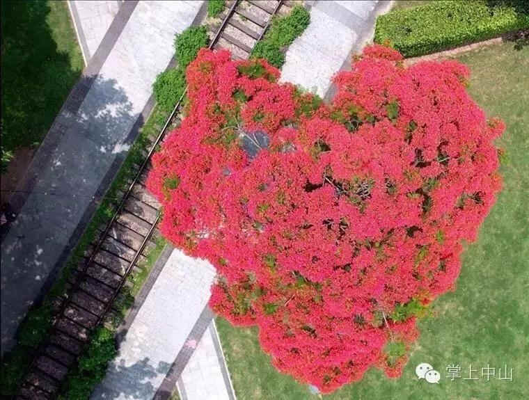 <a href=http://www.lexiangyou.org/xiangcunlvyou/ target=_blank class=infotextkey>乡村旅游</a>：太美了！她就是“中山市树”，现正绽放出鲜红的花朵