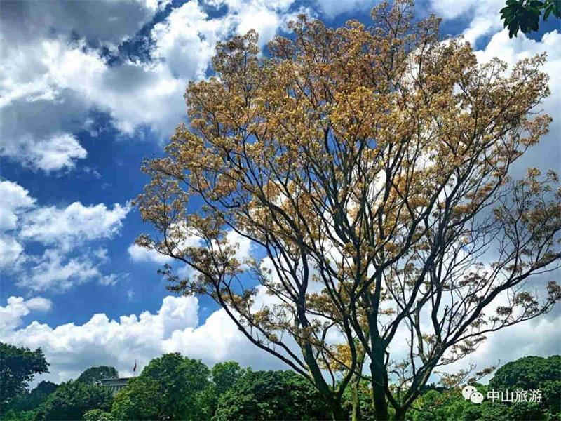<a href=http://www.lexiangyou.org/xiangcunlvyou/ target=_blank class=infotextkey>乡村旅游</a>：紫马岭公园的金黄花海别错过，快过来围观