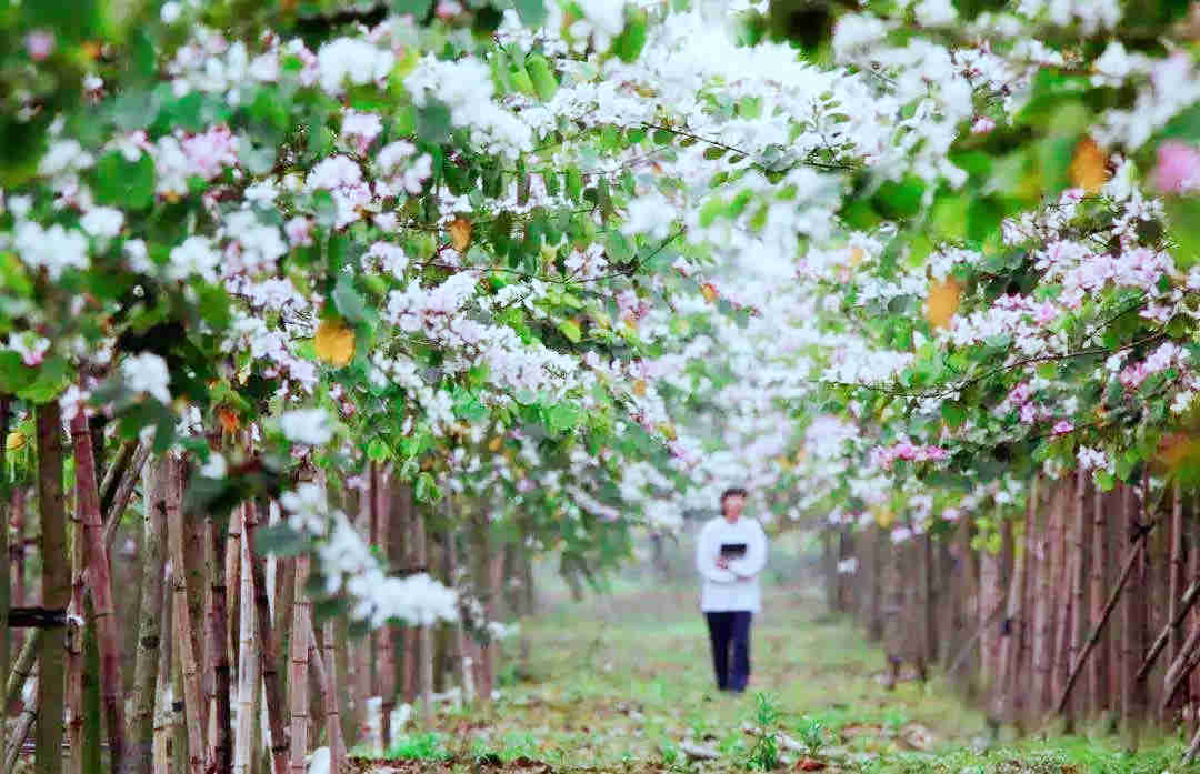 <a href=http://www.lexiangyou.org/xiangcunlvyou/ target=_blank class=infotextkey>乡村旅游</a>：岭南水乡美，义仓人更美