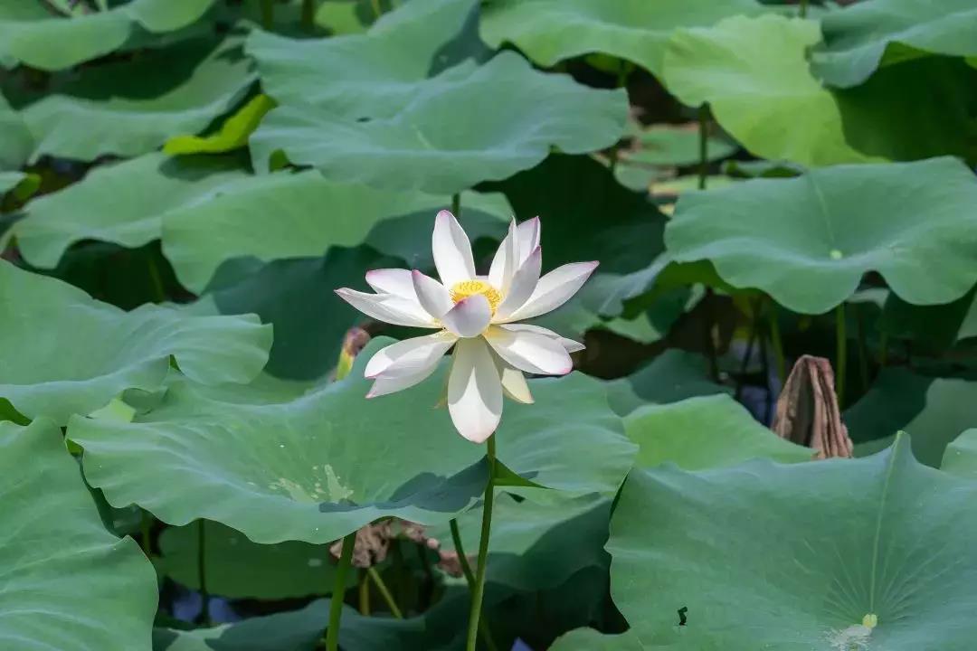 <a href=http://www.lexiangyou.org/xiangcunlvyou/ target=_blank class=infotextkey>乡村旅游</a>：祥农洲农业高新科技园，这里已经开满夏日葵了