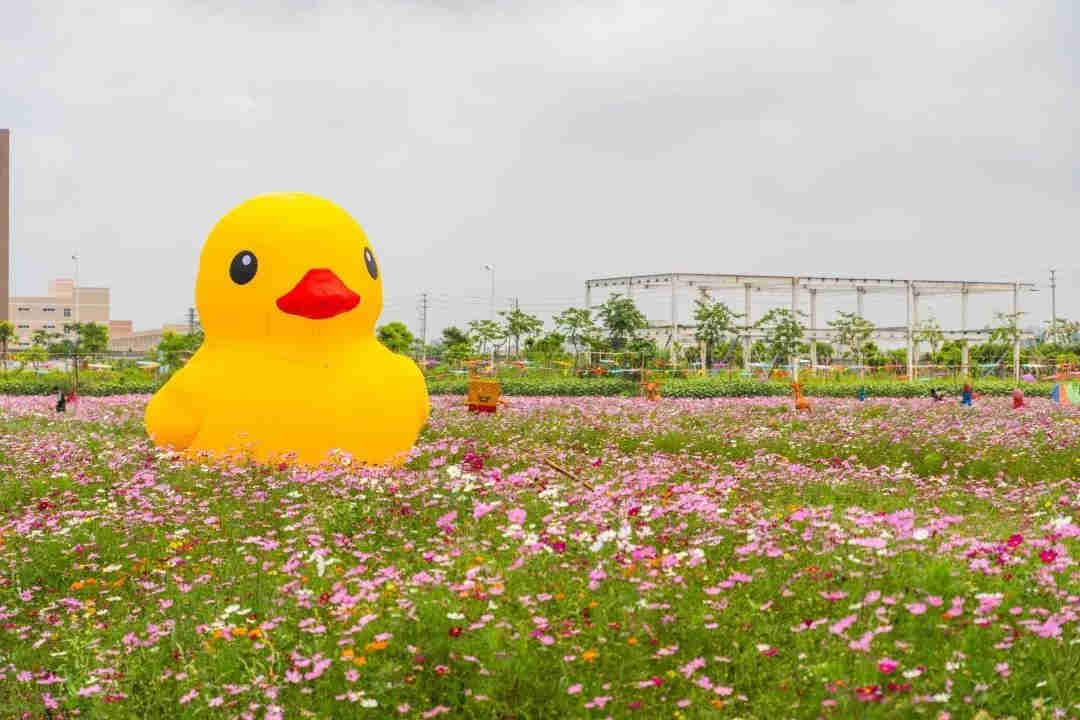 <a href=http://www.lexiangyou.org/xiangcunlvyou/ target=_blank class=infotextkey>乡村旅游</a>：祥农洲农业高新科技园，这里已经开满夏日葵了
