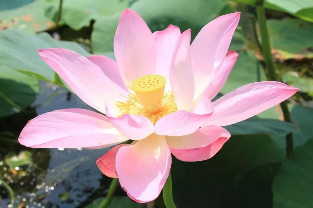 <a href=http://www.lexiangyou.org/xiangcunlvyou/ target=_blank class=infotextkey>乡村旅游</a>：祥农洲农业高新科技园，这里已经开满夏日葵了