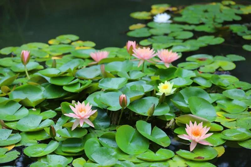 <a href=http://www.lexiangyou.org/xiangcunlvyou/ target=_blank class=infotextkey>乡村旅游</a>：祥农洲农业高新科技园，这里已经开满夏日葵了