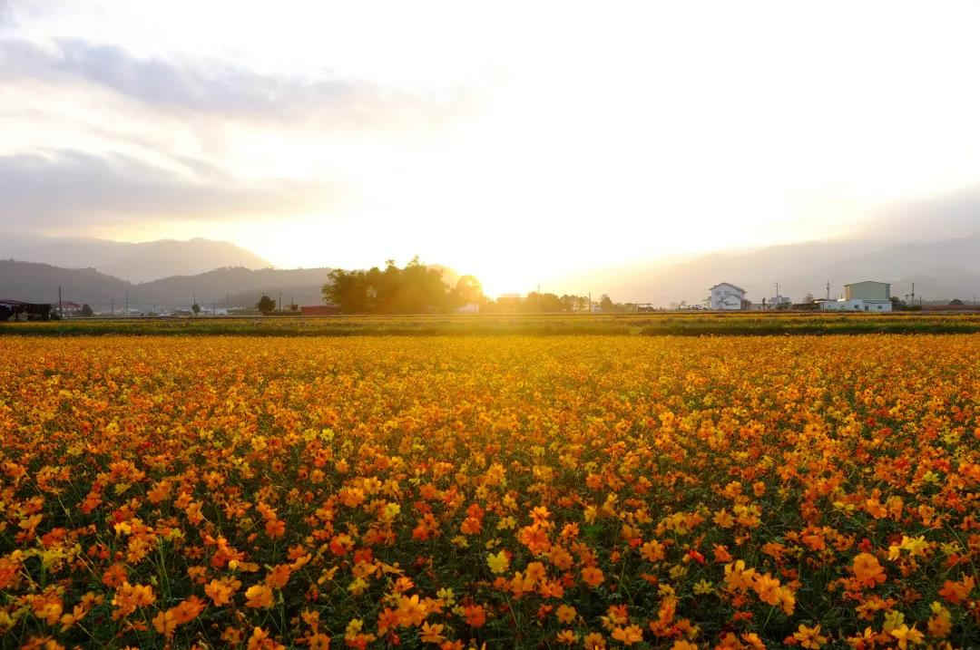 <a href=http://www.lexiangyou.org/xiangcunlvyou/ target=_blank class=infotextkey>乡村旅游</a>：祥农洲农业高新科技园，这里已经开满夏日葵了