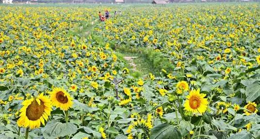  <a href=http://www.lexiangyou.org/xiangcunlvyou/ target=_blank class=infotextkey>乡村旅游</a>：祥农洲农业高新科技园，这里已经开满夏日葵了