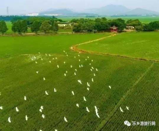 <a href=http://www.lexiangyou.org/xiangcunlvyou/ target=_blank class=infotextkey>乡村旅游</a>：下班闲暇之余不妨去去中山的这些湿地公园