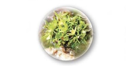 乡村旅游：南朗华农生态基地铁皮石斛花（鲜花）
