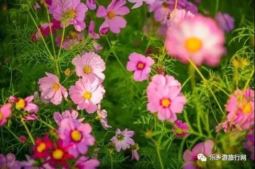  <a href=http://www.lexiangyou.org/xiangcunlvyou/ target=_blank class=infotextkey>乡村旅游</a>：下班闲暇之余不妨去去中山的这些湿地公园