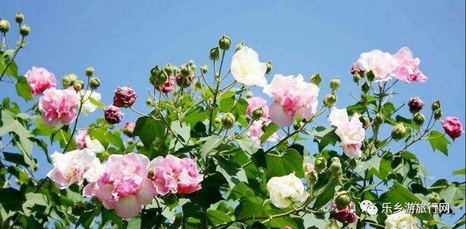  <a href=http://www.lexiangyou.org/xiangcunlvyou/ target=_blank class=infotextkey>乡村旅游</a>：下班闲暇之余不妨去去中山的这些湿地公园