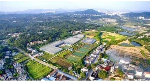 乡村旅游：南朗华农生态基地铁皮石斛花（鲜花）