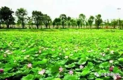 <a href=http://www.lexiangyou.org/xiangcunlvyou/ target=_blank class=infotextkey>乡村旅游</a>：下班闲暇之余不妨去去中山的这些湿地公园