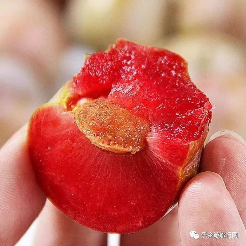 <a href=http://www.lexiangyou.org/xiangcunlvyou/ target=_blank class=infotextkey>乡村旅游</a>：翁源三华李已经熟了，快来采摘