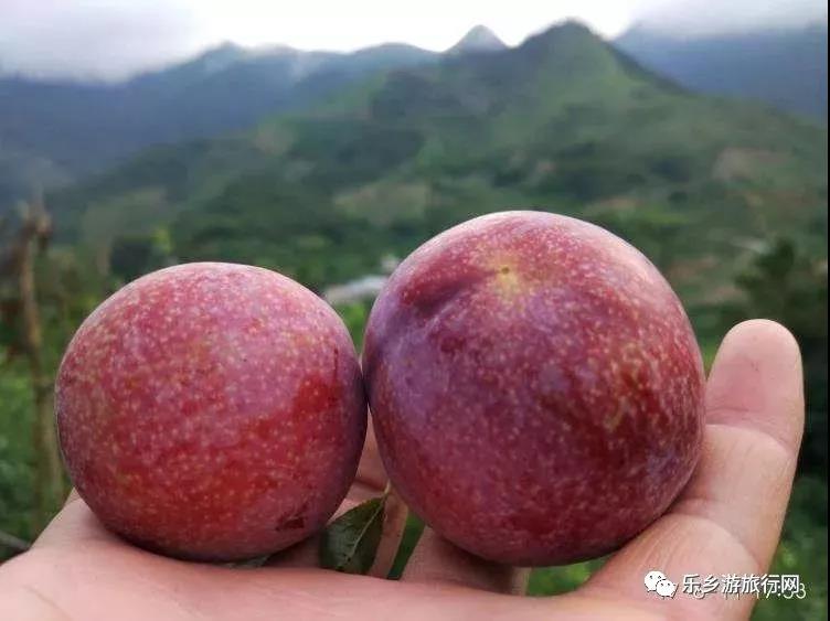 <a href=http://www.lexiangyou.org/xiangcunlvyou/ target=_blank class=infotextkey>乡村旅游</a>：翁源三华李已经熟了，快来采摘
