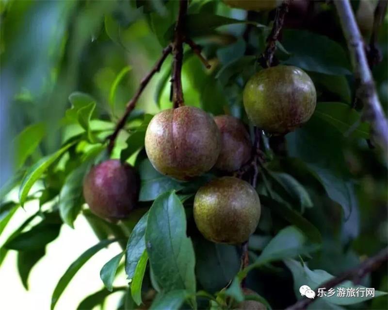 <a href=http://www.lexiangyou.org/xiangcunlvyou/ target=_blank class=infotextkey>乡村旅游</a>：翁源三华李已经熟了，快来采摘