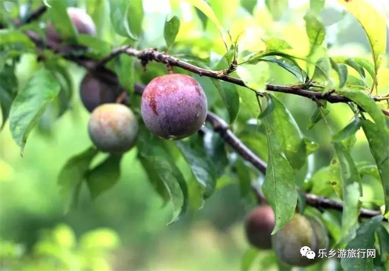 <a href=http://www.lexiangyou.org/xiangcunlvyou/ target=_blank class=infotextkey>乡村旅游</a>：翁源三华李已经熟了，快来采摘