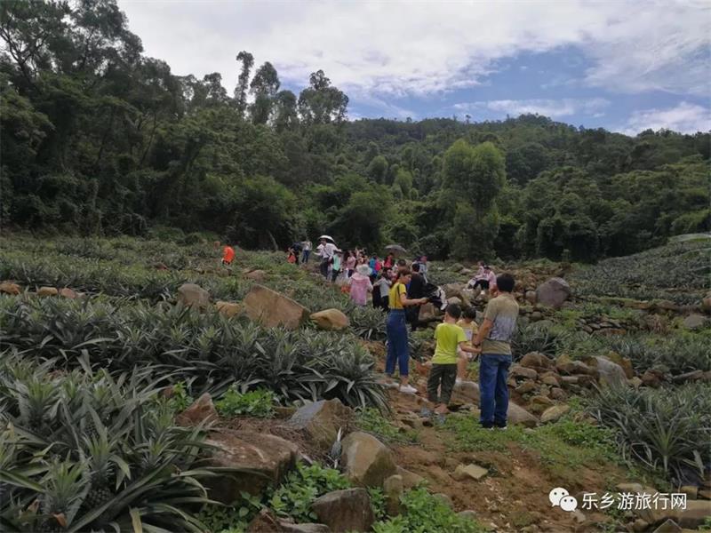  <a href=http://www.lexiangyou.org/xiangcunlvyou/ target=_blank class=infotextkey>乡村旅游</a>：神湾丫髻山菠萝种植农场一齐游玩
