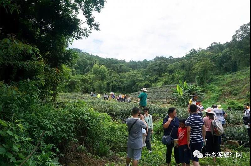 <a href=http://www.lexiangyou.org/xiangcunlvyou/ target=_blank class=infotextkey>乡村旅游</a>：神湾丫髻山菠萝种植农场一齐游玩