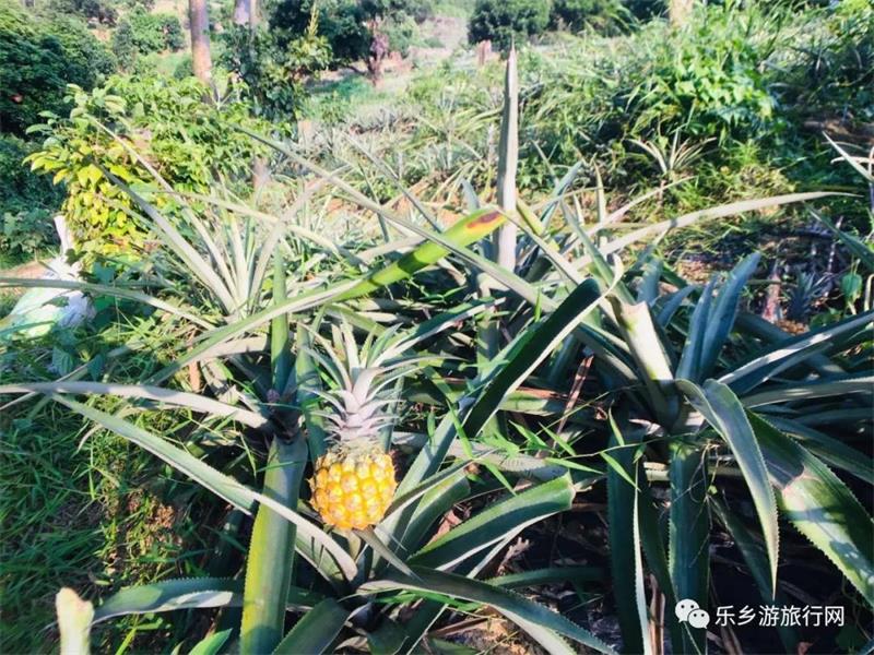  <a href=http://www.lexiangyou.org/xiangcunlvyou/ target=_blank class=infotextkey>乡村旅游</a>：神湾丫髻山菠萝种植农场一齐游玩