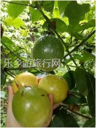 <a href=http://www.lexiangyou.org/xiangcunlvyou/ target=_blank class=infotextkey>乡村旅游</a>：散发着金色闪光的果实—黄金百香果