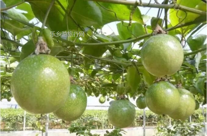 <a href=http://www.lexiangyou.org/xiangcunlvyou/ target=_blank class=infotextkey>乡村旅游</a>：散发着金色闪光的果实—黄金百香果