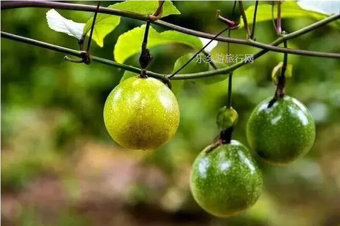 <a href=http://www.lexiangyou.org/xiangcunlvyou/ target=_blank class=infotextkey>乡村旅游</a>：散发着金色闪光的果实—黄金百香果