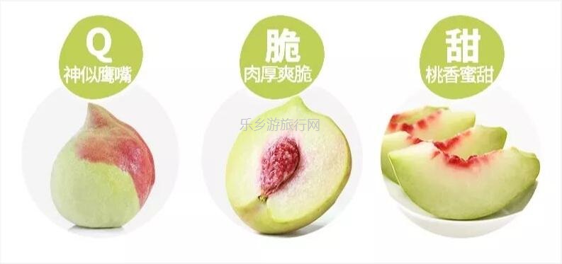 <a href=http://www.lexiangyou.org/xiangcunlvyou/ target=_blank class=infotextkey>乡村旅游</a>:【蜜桃熟啦】果形端美,肉质脆嫩,清甜爽口