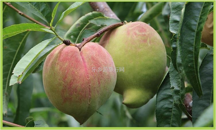 <a href=http://www.lexiangyou.org/xiangcunlvyou/ target=_blank class=infotextkey>乡村旅游</a>:【蜜桃熟啦】果形端美,肉质脆嫩,清甜爽口