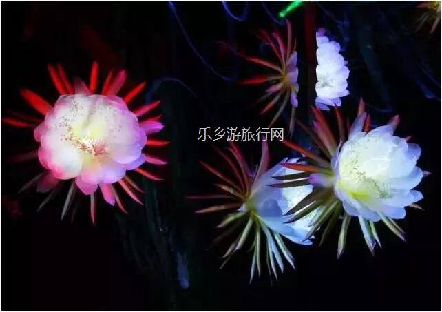 <a href=http://www.lexiangyou.org/xiangcunlvyou/ target=_blank class=infotextkey>乡村旅游</a>：【夏日套餐】欣赏果花，品尝火龙果+农家美食