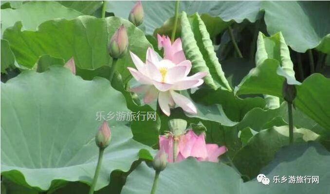 <a href=http://www.lexiangyou.org/xiangcunlvyou/ target=_blank class=infotextkey>乡村旅游</a>：采摘番石榴，体验收割稻谷