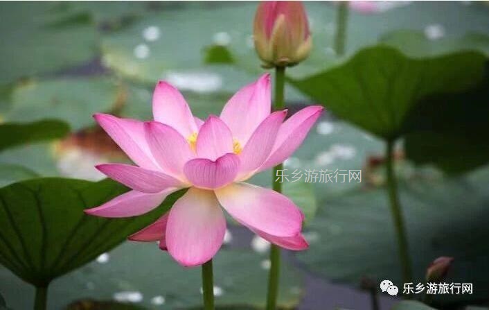<a href=http://www.lexiangyou.org/xiangcunlvyou/ target=_blank class=infotextkey>乡村旅游</a>：采摘番石榴，体验收割稻谷