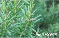 <a href=http://www.lexiangyou.org/xiangcunlvyou/ target=_blank class=infotextkey>乡村旅游</a>：秋天凉爽，一起参加五桂沉香文化之旅