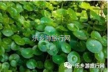 <a href=http://www.lexiangyou.org/xiangcunlvyou/ target=_blank class=infotextkey>乡村旅游</a>：秋天凉爽，一起参加五桂沉香文化之旅