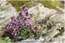 <a href=http://www.lexiangyou.org/xiangcunlvyou/ target=_blank class=infotextkey>乡村旅游</a>：秋天凉爽，一起参加五桂沉香文化之旅