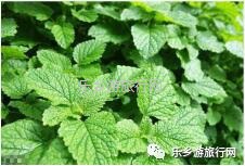 <a href=http://www.lexiangyou.org/xiangcunlvyou/ target=_blank class=infotextkey>乡村旅游</a>：秋天凉爽，一起参加五桂沉香文化之旅
