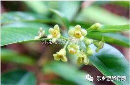 <a href=http://www.lexiangyou.org/xiangcunlvyou/ target=_blank class=infotextkey>乡村旅游</a>：秋天凉爽，一起参加五桂沉香文化之旅