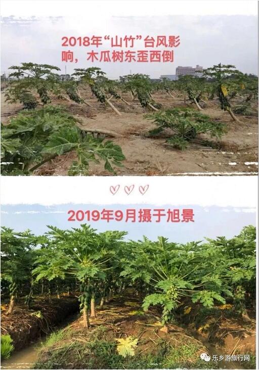 <a href=http://www.lexiangyou.org/xiangcunlvyou/ target=_blank class=infotextkey>乡村旅游</a>：水果丰收的季节，自游采摘品尝